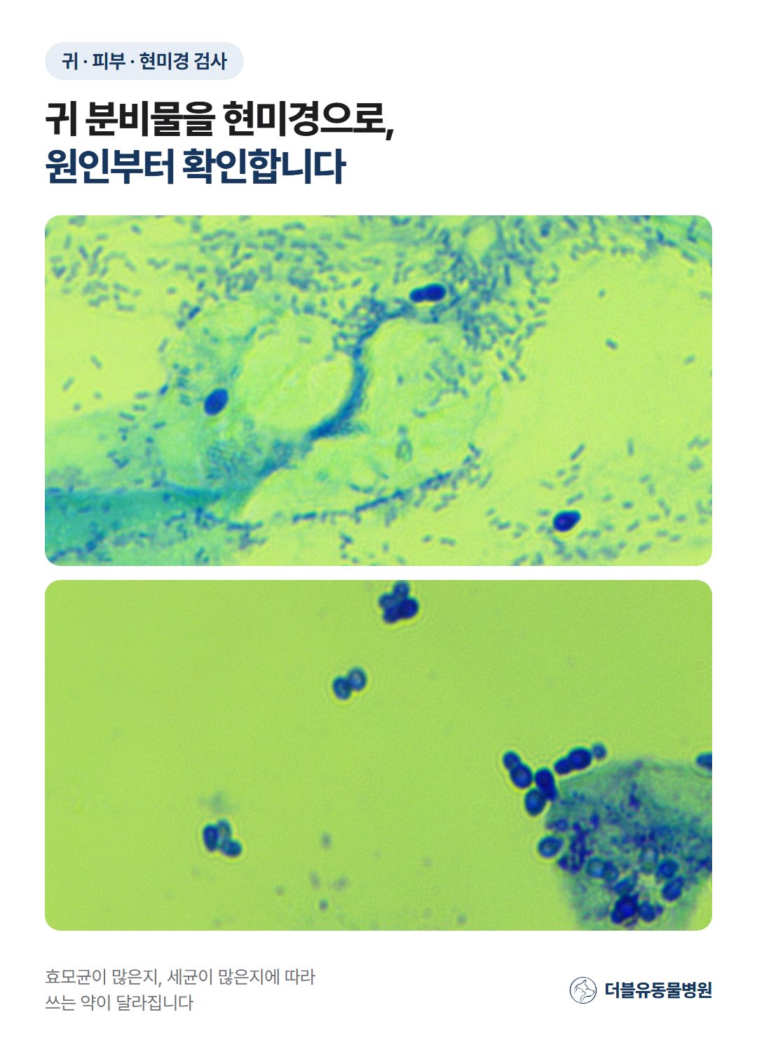 피부와 귀 분비물 현미경 검사 사진